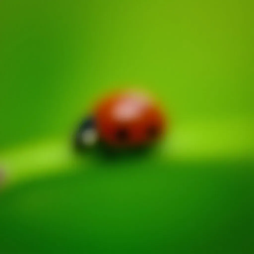 Insectes du Jardin Potager 